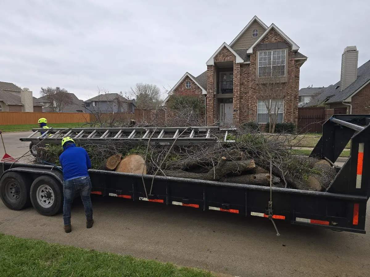 Expert Tree Removal with proper safety equipment in East Lynn